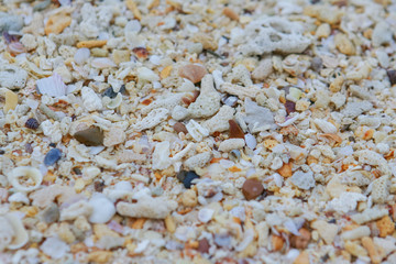 Sea sand texture made of shell and stone pieces.