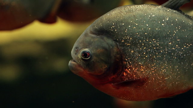 Amazon predatory piranha fish