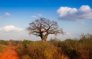 African landscape with baobab tree