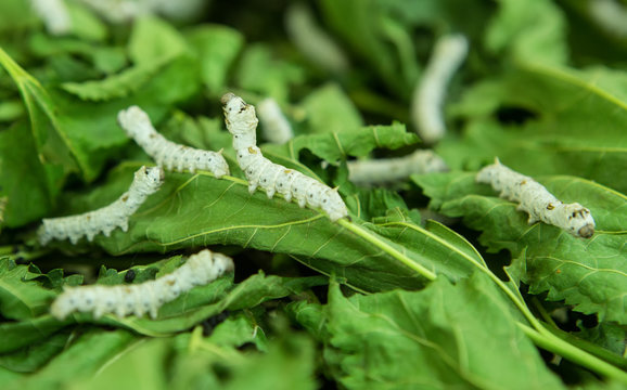 Macro photo of a Silkworm eating a mulberry leaf