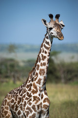 Giraffe on the african savannah