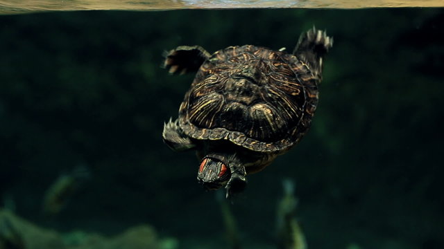 Underwater red-eared sliders, underwater