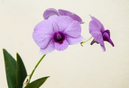 beautiful orchids isolate on white background