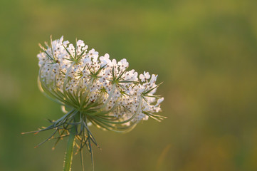 fiore di carota selvatica (Daucus carota)
