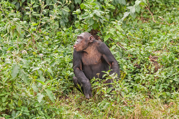 Adult chimpanzee sits in front of bush. Ngamba island chimpanzee sanctuary, Uganda. 
