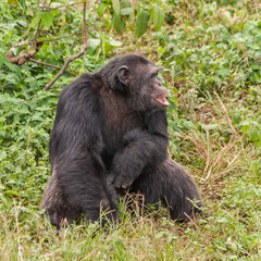 Adult chimpanzee sits in front of bush. Ngamba island chimpanzee sanctuary, Uganda. 