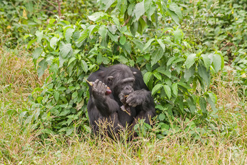Adult chimpanzee sits back to bush and eats. Ngamba island chimpanzee sanctuary, Uganda. 
