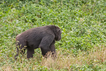 Adult chimpanzee goes in grass. Ngamba island chimpanzee sanctuary, Uganda. 
