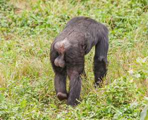 Adult male chimpanzee with big balls going down on all fours goes away. Ngamba island chimpanzee sanctuary, Uganda. 
