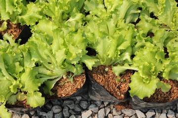 Lettuce in the garden.