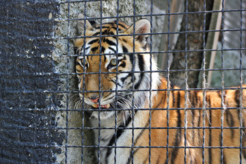 The tiger in a cage
