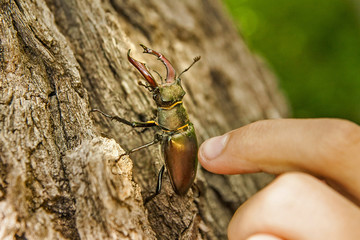 Stag-beetle on bark of a tree and a hand of the person who touches him