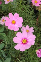 Obraz premium Cosmos flowers in the garden.