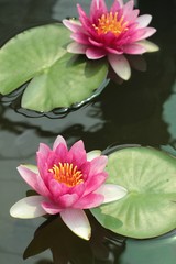 lotus flower or beautiful waterlily.
