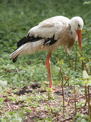 Stork