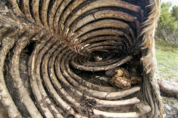 Caballo cadáver