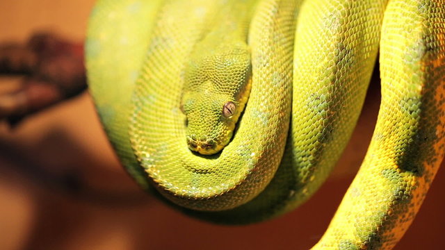 Big yellow snake resting on a branch Twist ring