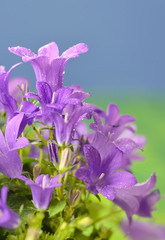 Spring flower bush Dalmatian bellflower