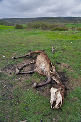 Caballo cadáver