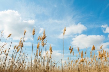 High reed against sky in wind day. 