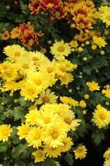 Chrysanthemum beautiful in a garden.