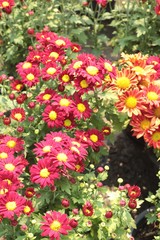 Chrysanthemum beautiful in a garden.