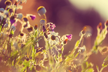 Obraz na płótnie Canvas Sunny meadow