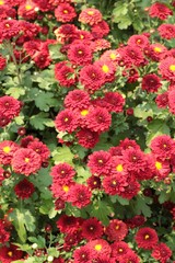 Chrysanthemum beautiful in a garden.