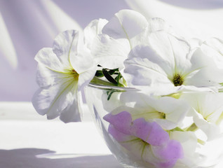 Obraz premium Still life with white petunias on a white fabric flowers in whit