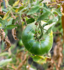 green tomatoes in the garden hanging on a branch