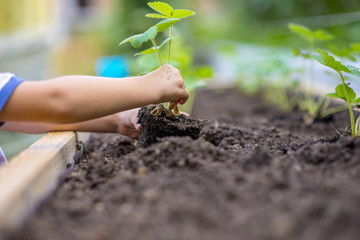 Child planting strawberry seedling in to a fertile soil