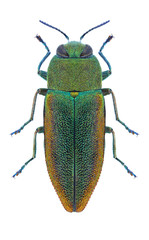 Beetle metallic wood borer Anthaxia senicula