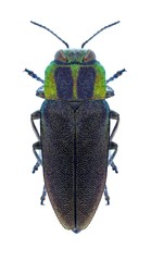 Beetle metallic wood borer Anthaxia manca