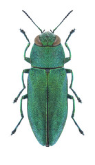 ABeetle metallic wood borer Anthaxia hackeri