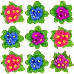 Photo mosaic of beauty fresh spring primula flower