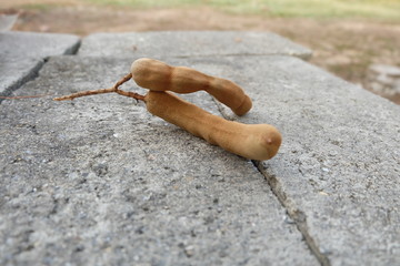sweet tamarind fruit 
