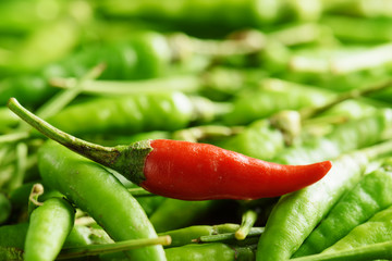 Closeup view of one red hot chili pepper among a lot of green