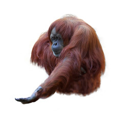 Orangutan on white background © leonidp