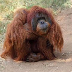 Orangutan