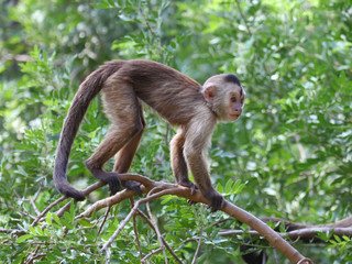 capuchin monkey cub on tree branch