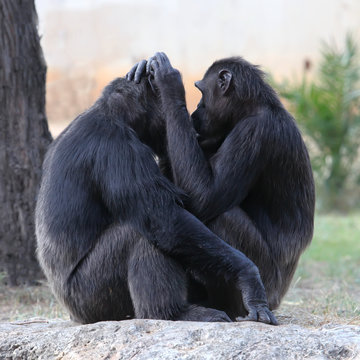 Two chimpanzees holding each other