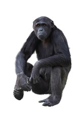 Naklejka premium Chimpanzee on a white background