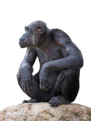 Chimpanzee on a white background