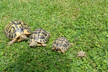tartarughe