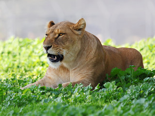 Close Up picture of lioness resting in the grass