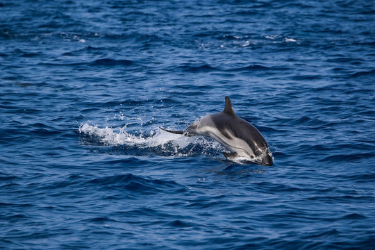 Dolphin wildlife