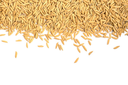 Dry paddy rice grain on white background