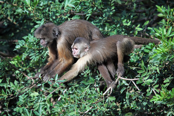 mother capuchin monkey with young sitting on tree branch