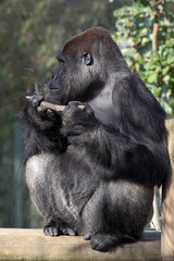 male silverback gorilla