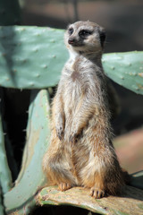 standing suricate